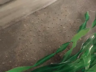 Axolotl reptiles Axolotl eggs - Advert 1