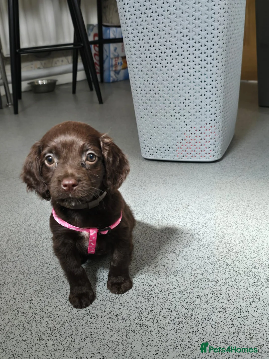 Cocker Spaniel dogs for sale: Cocker spaniel  - Advert 8