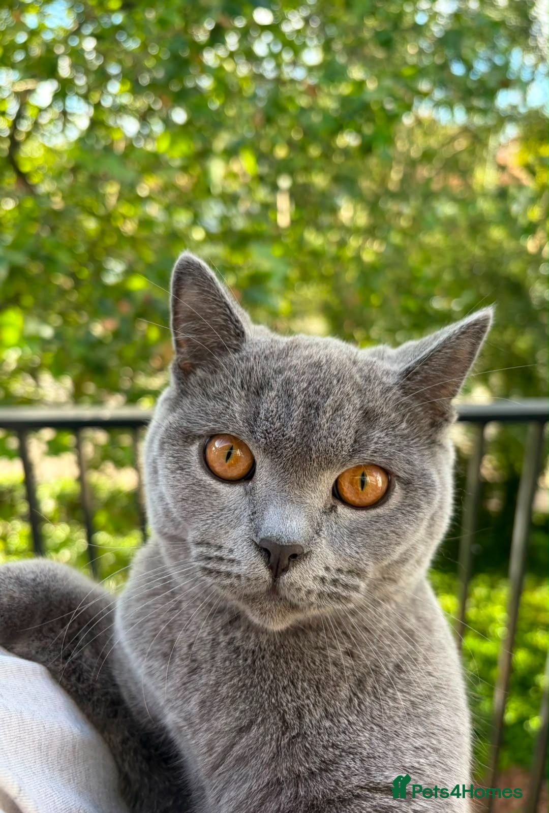 British Shorthair cats Beautiful Blue British Shorthair Boy – 7 Months - Advert 1