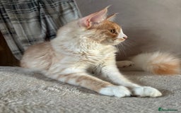Maine Coon cats for sale: Stunning cream/white Maine coon boy  - Image 6