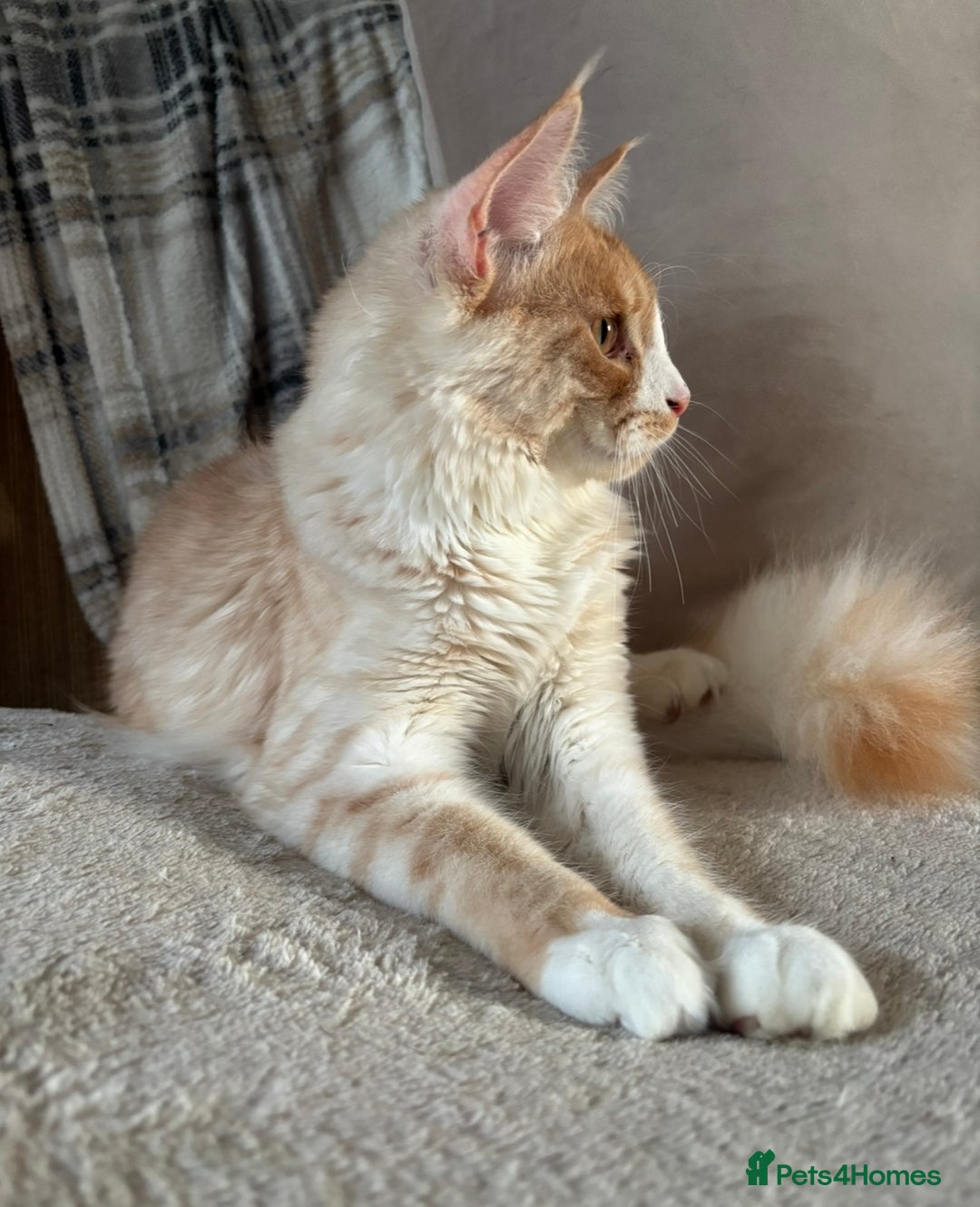 Maine Coon cats for sale: Stunning cream/white Maine coon boy  - Image 6
