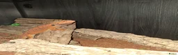 Bearded Dragon reptiles for sale: 🦎 Bearded Dragon – Complete Setup Included - Advert 3