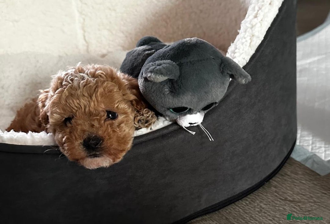 Poodle dogs for sale: Two adorable boys  - Image 2