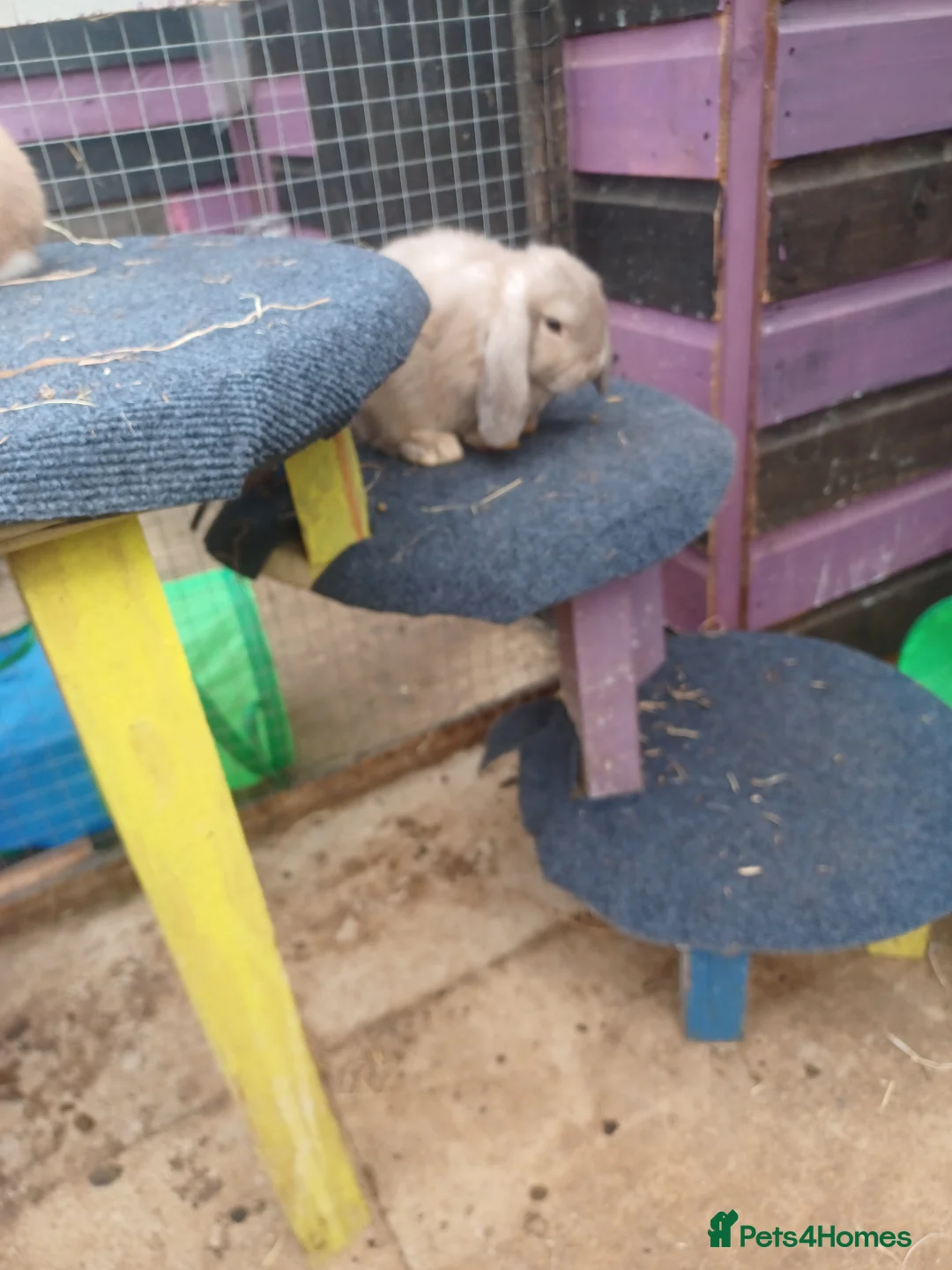Mixed Breed rabbits for sale: Male and female lop ready now  - Advert 2