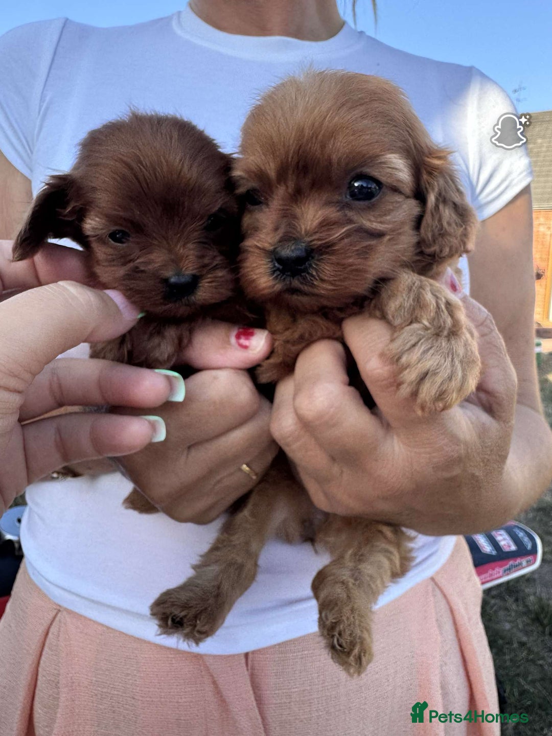 Cavapoo dogs for sale: Beautiful Tiny Cavapoos  - Image 15