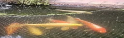 Koi Carp fish for sale: Pond clear out - 7 Japanese Koi and 1 Goldfish in Gateshead - Advert 4