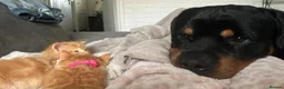 Rottweiler dogs for sale: Loving male Rottweiler Dougie  in Minehead - Advert 5