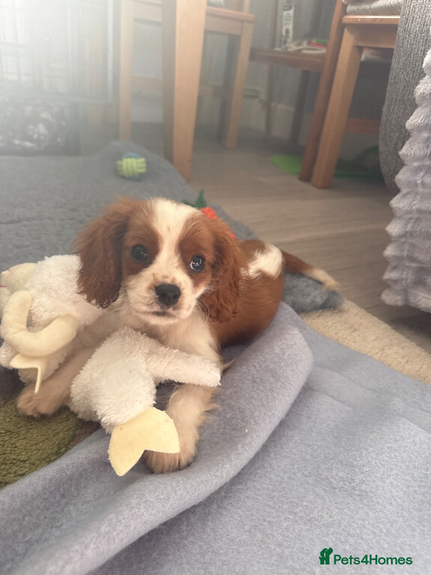 Cavalier King Charles Spaniel dogs KC Registered Health Tested CKCS Puppies - Advert 11