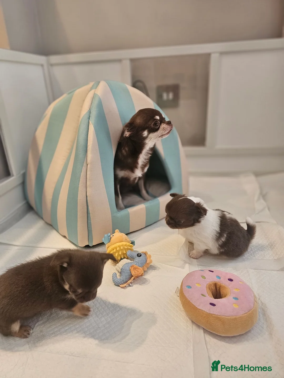 Chihuahua dogs for sale: TINY CHIHUAHUA PUPS long and short hair 🐶 - Advert 2