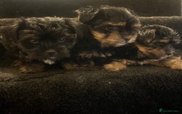 Yorkshire Terrier dogs for sale: Stunning Yorkshire Terrier puppies  - Image 1