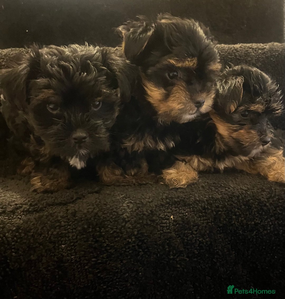 Yorkshire Terrier dogs for sale: Stunning Yorkshire Terrier puppies  - Image 1
