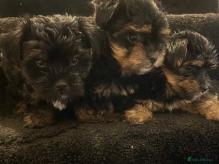 Yorkshire Terrier dogs - Advert 2