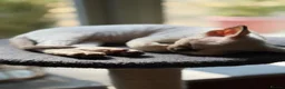 Devon Rex cats for sale: Two mischievous Devon Rex boys  - Advert 10