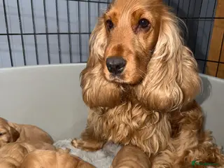 Cocker Spaniel dogs KC REG SHOW TYPE GOLDEN COCKER SPANIELS - Advert 1