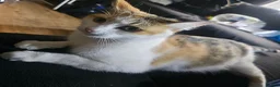 Mixed Breed cats for sale: Beautiful Mixed kittens 8 weeks  - Advert 13