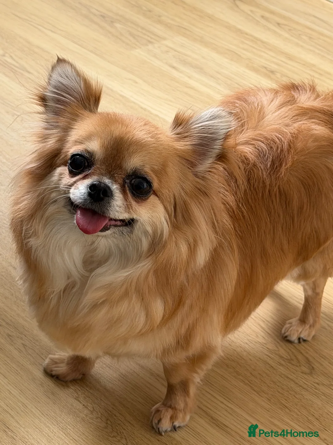 Chihuahua dogs for sale: Apple head chihuahua  - Advert 2