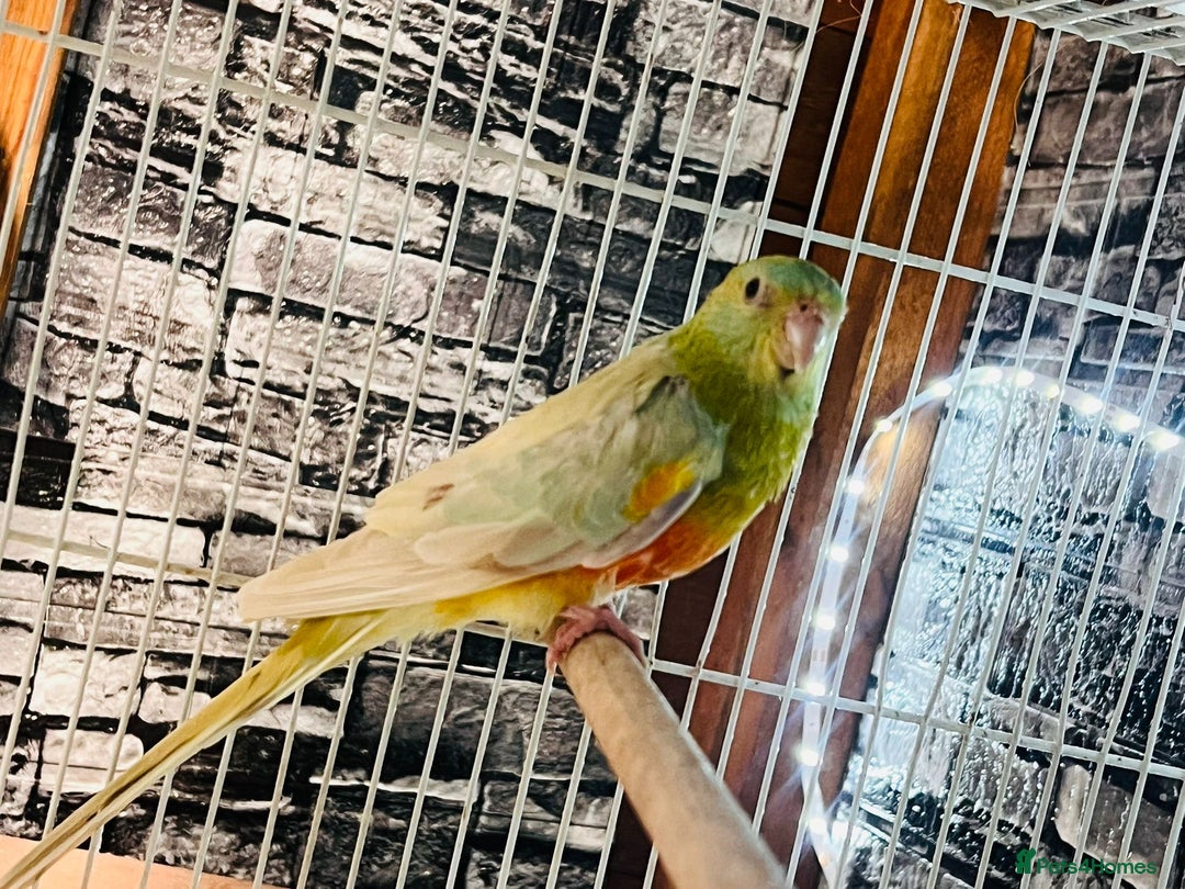 Parakeets birds for sale: Male red rump parakeet and female lovebird  - Advert 6