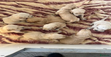Golden Retriever dogs - Advert 15