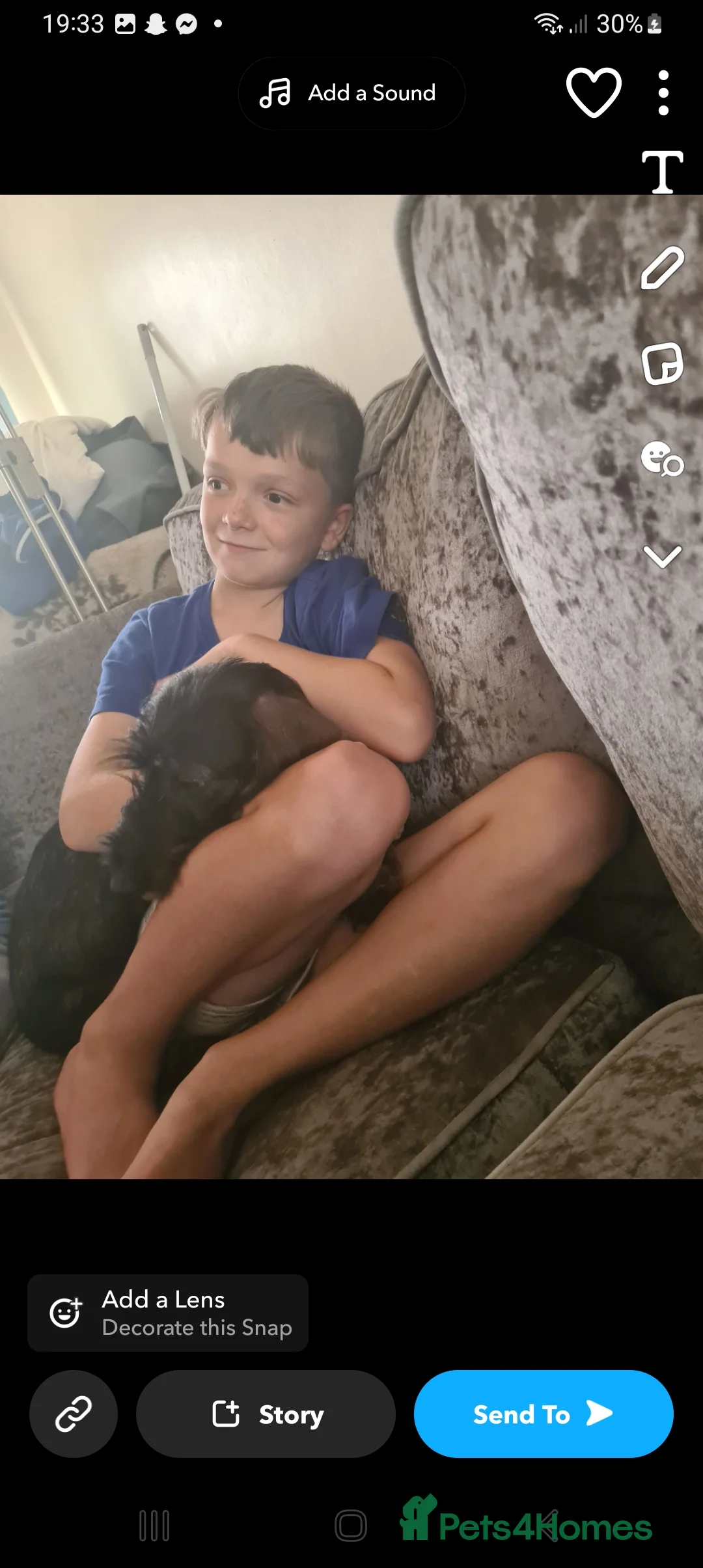 Dachshund dogs for stud: Kc registered wirehaired dachshund for stud  in Stoke-on-Trent - Advert 2