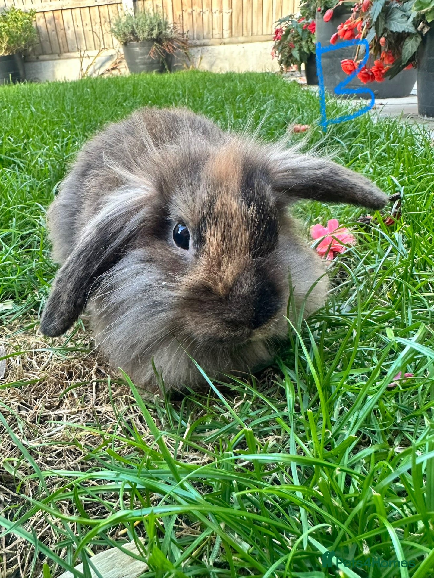 Lionhead rabbits Lionhead rabbits for sale  - Advert 1