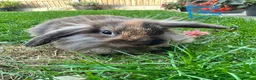 Lionhead rabbits for sale: Lionhead rabbits for sale  - Advert 18