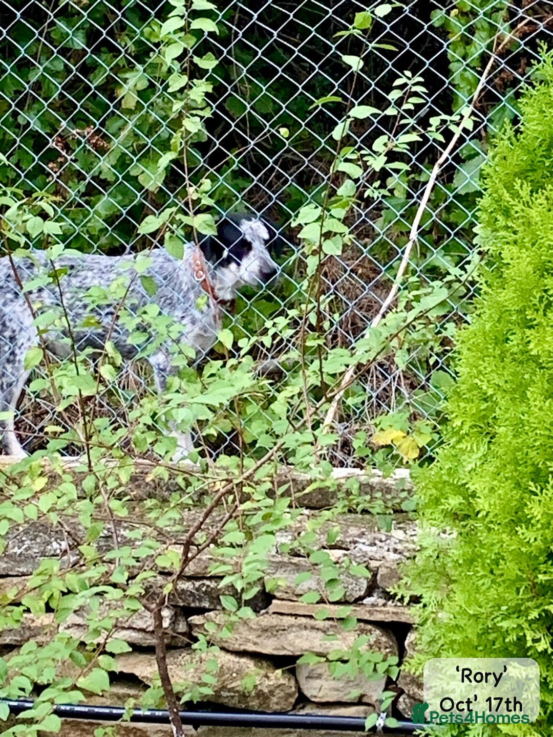 Mixed Breed dogs for adoption: Rory, 6-7 months approx. Available for adoption. - Advert 18