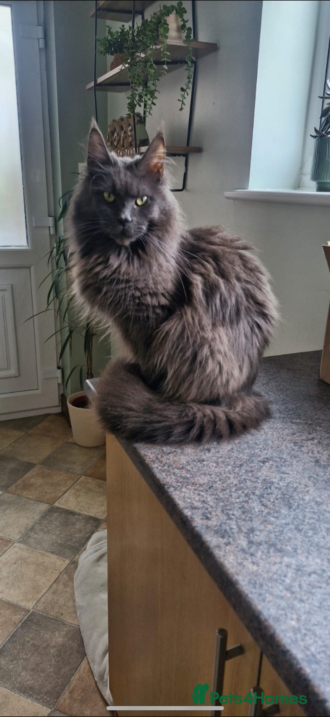 Maine Coon cats for sale: Beautiful Maine coon kittens - Advert 18