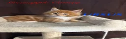 Maine Coon cats for sale: TICA Registered Full Maine Coon Kittens - Advert 8