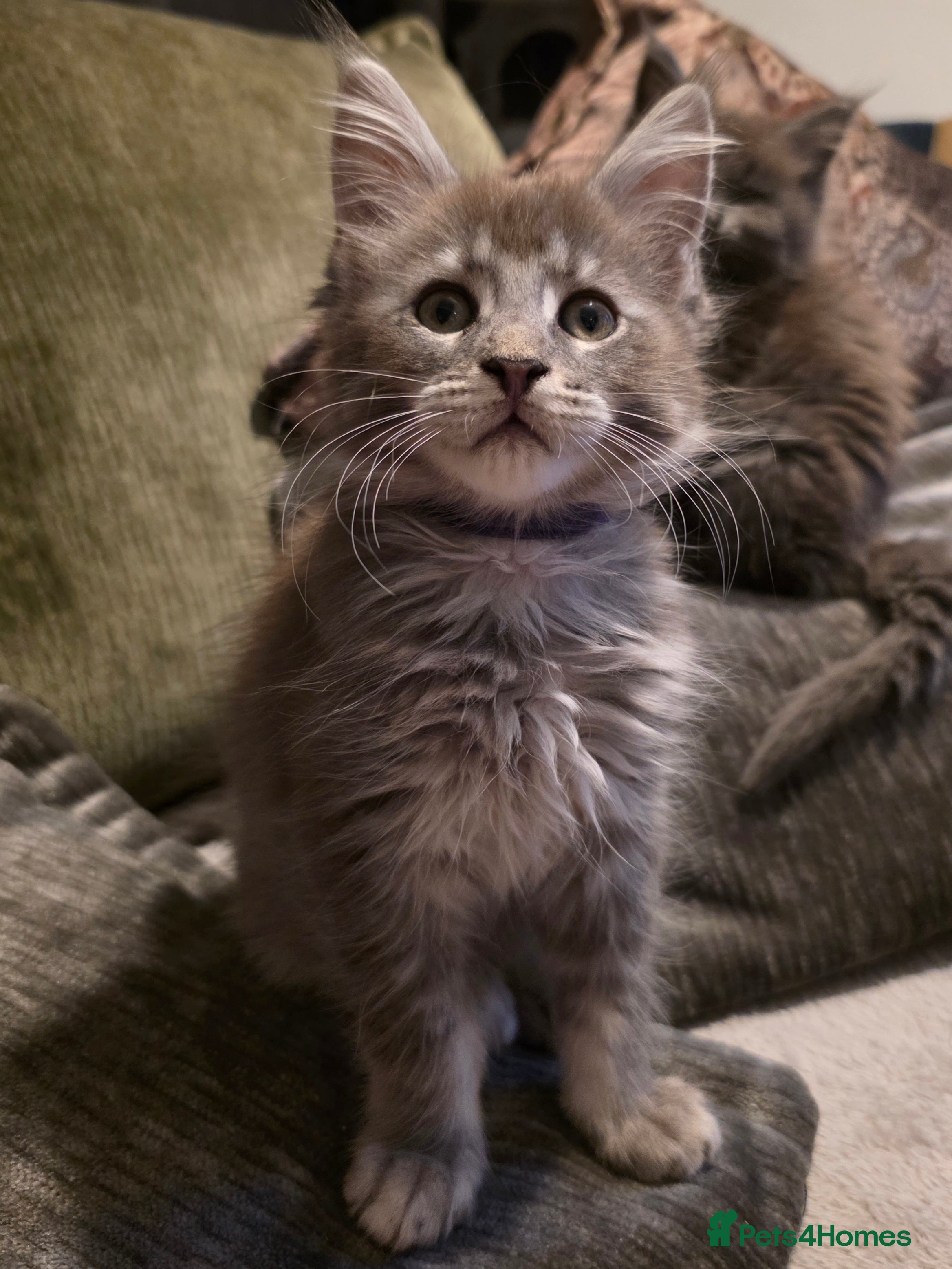 Maine Coon cats Maine coon pedigree kittens  - Advert 1