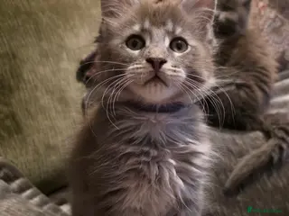 Maine Coon cats Maine coon pedigree kittens - Advert 1