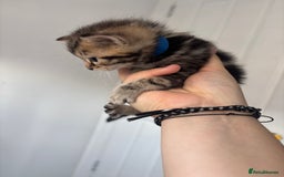 Maine Coon cats for sale: 1/4 mainecoon - Image 13
