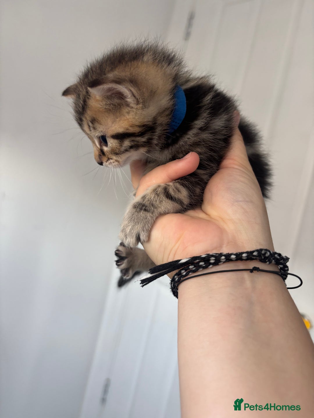 Maine Coon cats for sale: 1/4 mainecoon - Image 13