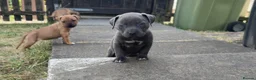 Staffordshire Bull Terrier dogs for sale: Gorgeous Staffordshire bullterrier pups - Advert 8