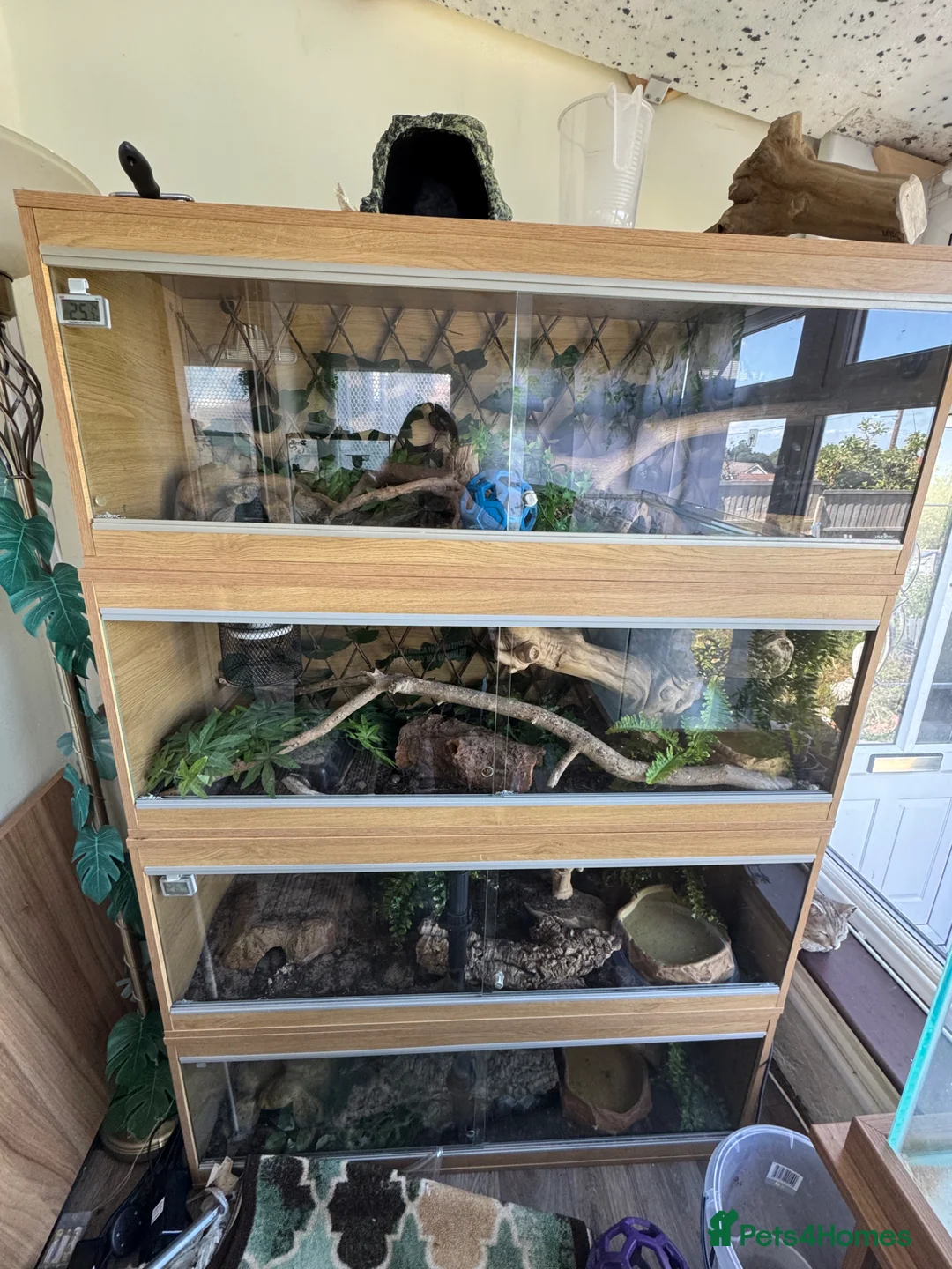 Python Snake reptiles for sale: Male banana leopard ball python and setup - Advert 3