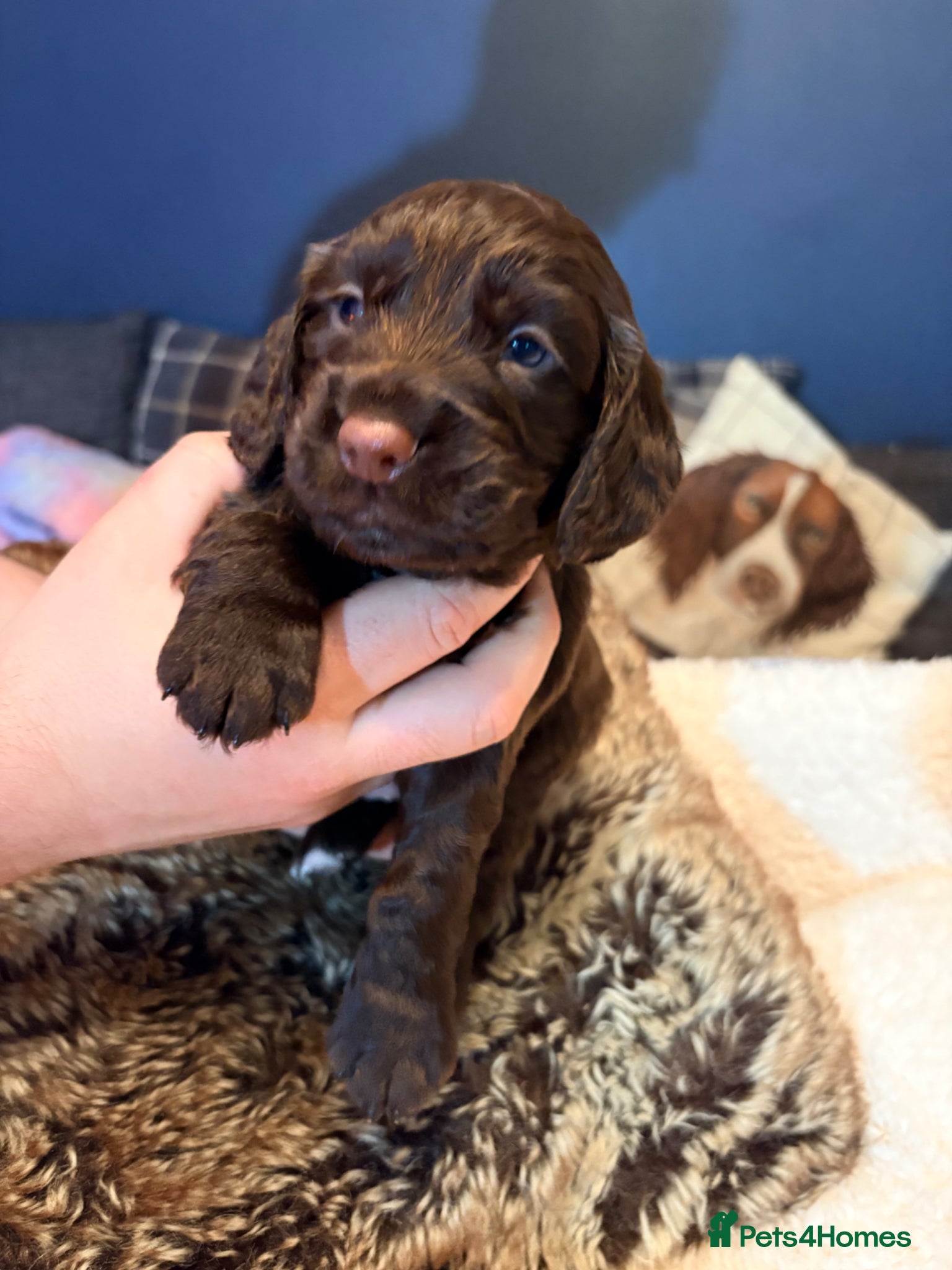 Cocker Spaniel dogs RKC Working Cocker Spaniel Litter - Advert 9