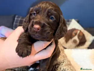 Cocker Spaniel dogs RKC Working Cocker Spaniel Litter - Advert 9