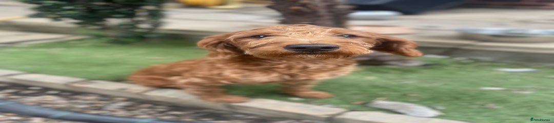 Labradoodle Puppy 1
