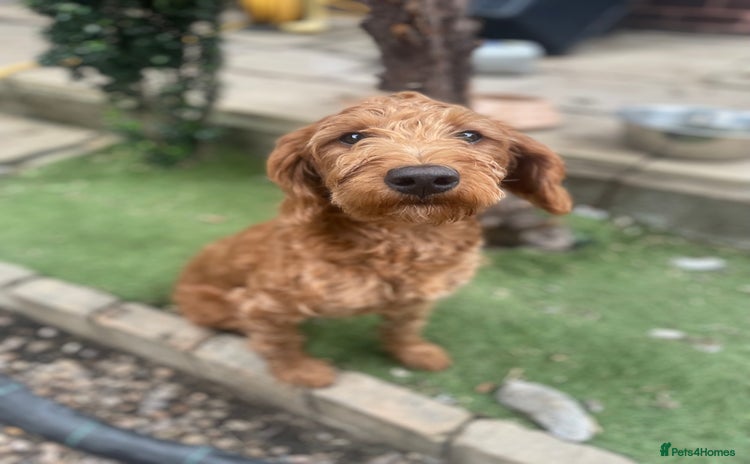 Labradoodle dogs - Advert 6