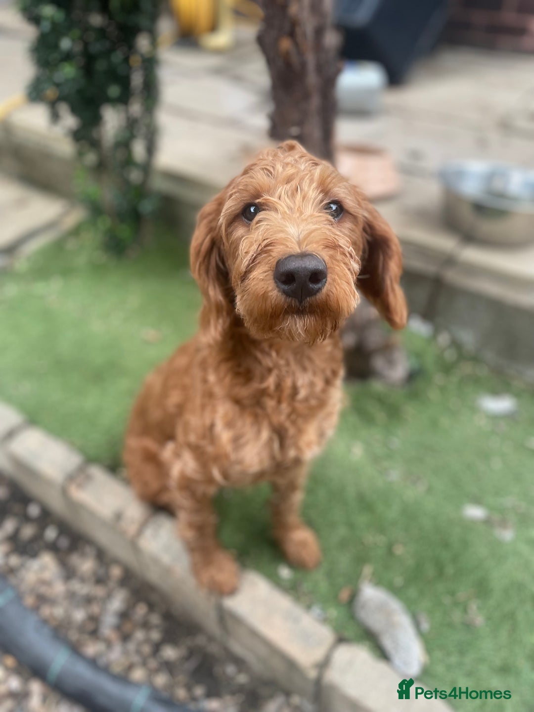 Labradoodle dogs for sale: Poppy F1 Fox Red Miniature Labradoodle  - Image 1