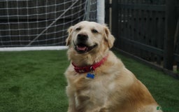 Golden Retriever dogs for stud: Stunning Golden Retriever for Stud –  meet Sammy - Image 3