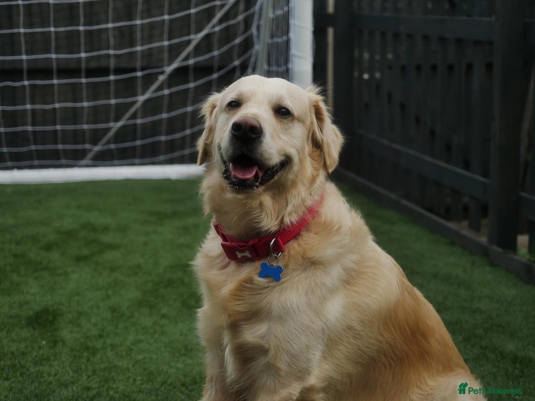 Golden Retriever dogs for stud: Stunning Golden Retriever for Stud –  meet Sammy - Image 3