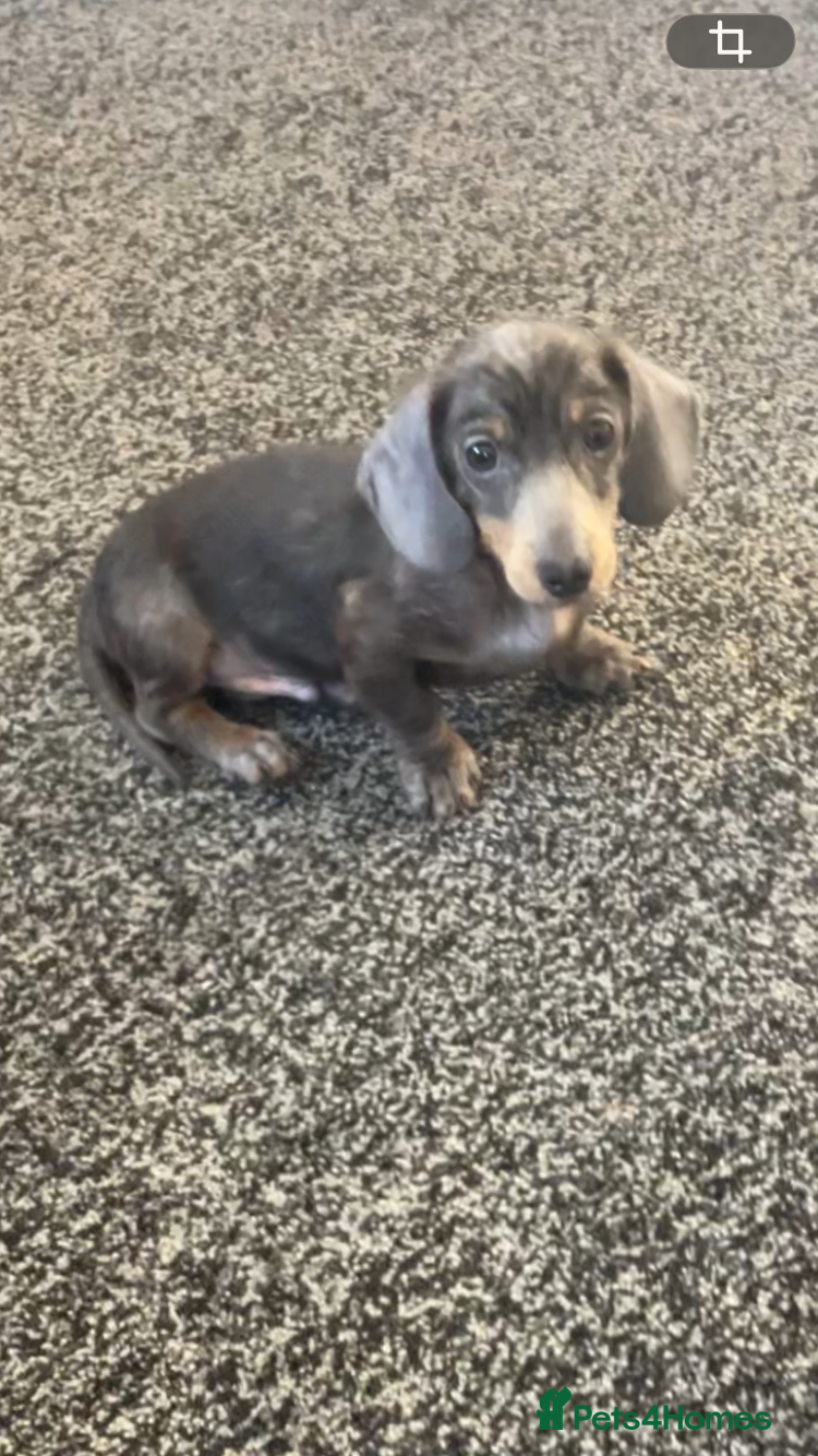 Miniature Dachshund dogs 2 beautiful pups  - Advert 1