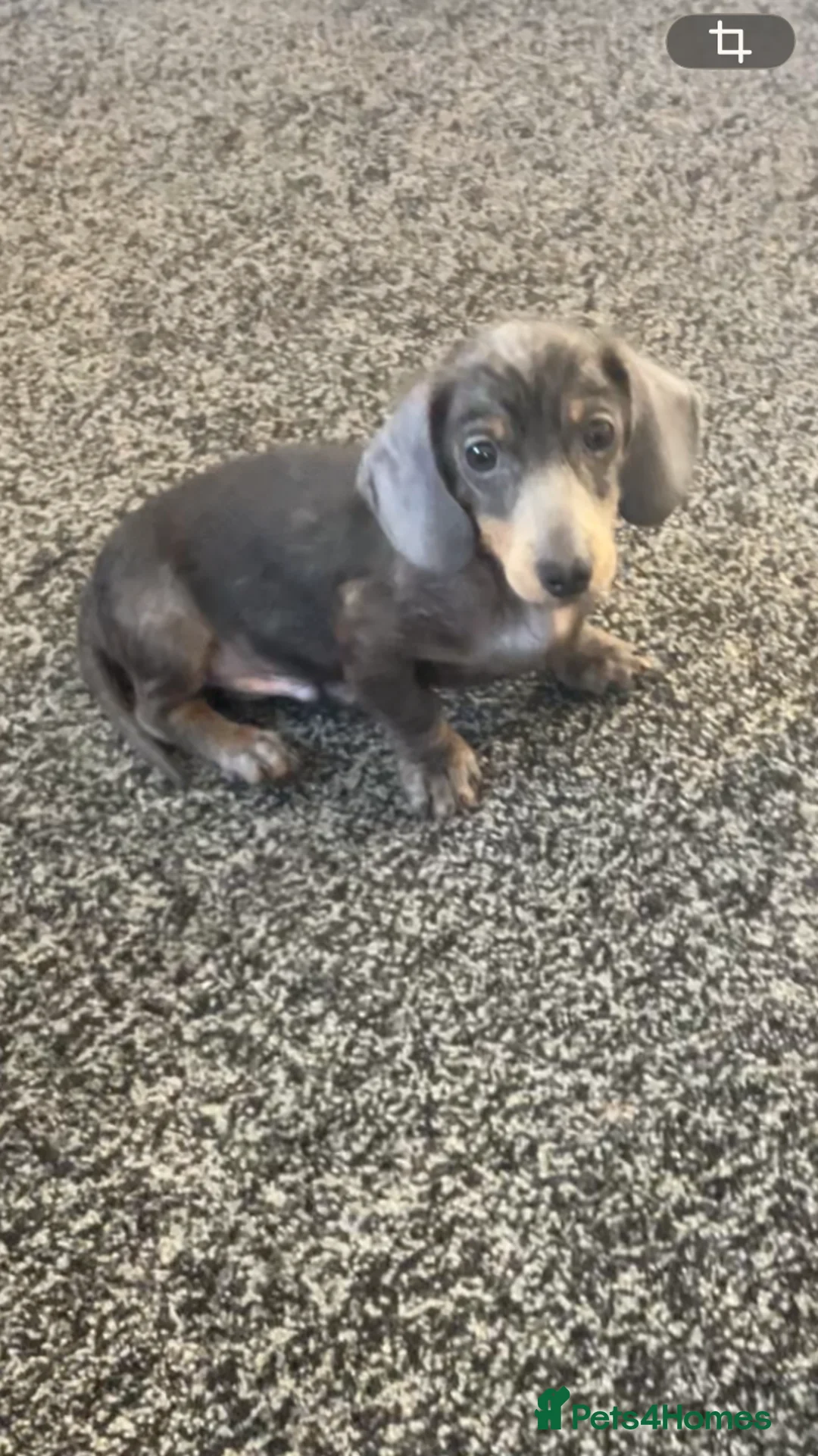 Miniature Dachshund dogs for sale: 2 beautiful pups  - Advert 2