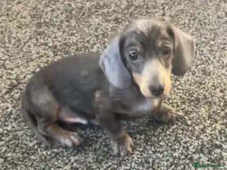 Miniature Dachshund dogs 2 beautiful pups - Advert 1