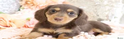 Miniature Dachshund dogs for sale: KC Longhair Miniature Dachshunds - Advert 17
