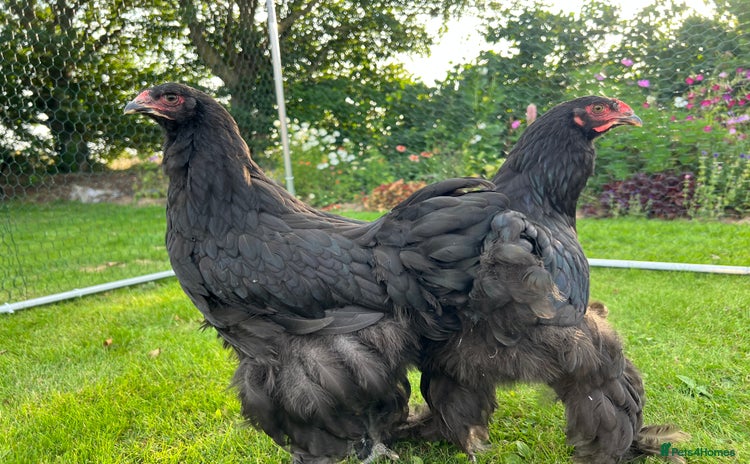 Chickens poultry - Advert 7