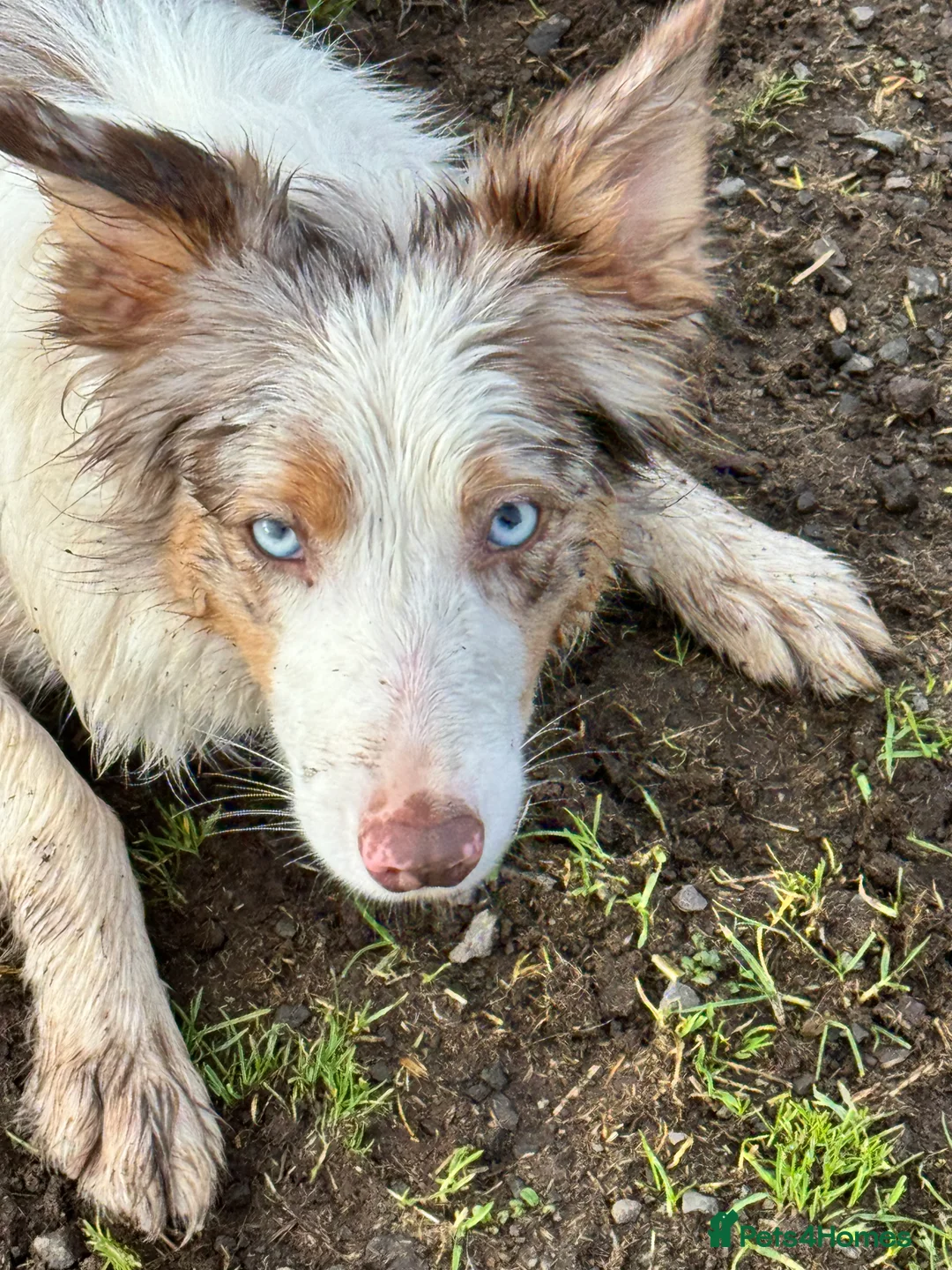 Border Collie dogs for sale: Adorable border collie tri coloured pups - Advert 14