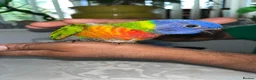 Lorikeets birds for sale: Baby Rainbow Lorikeet For Sale - Advert 3