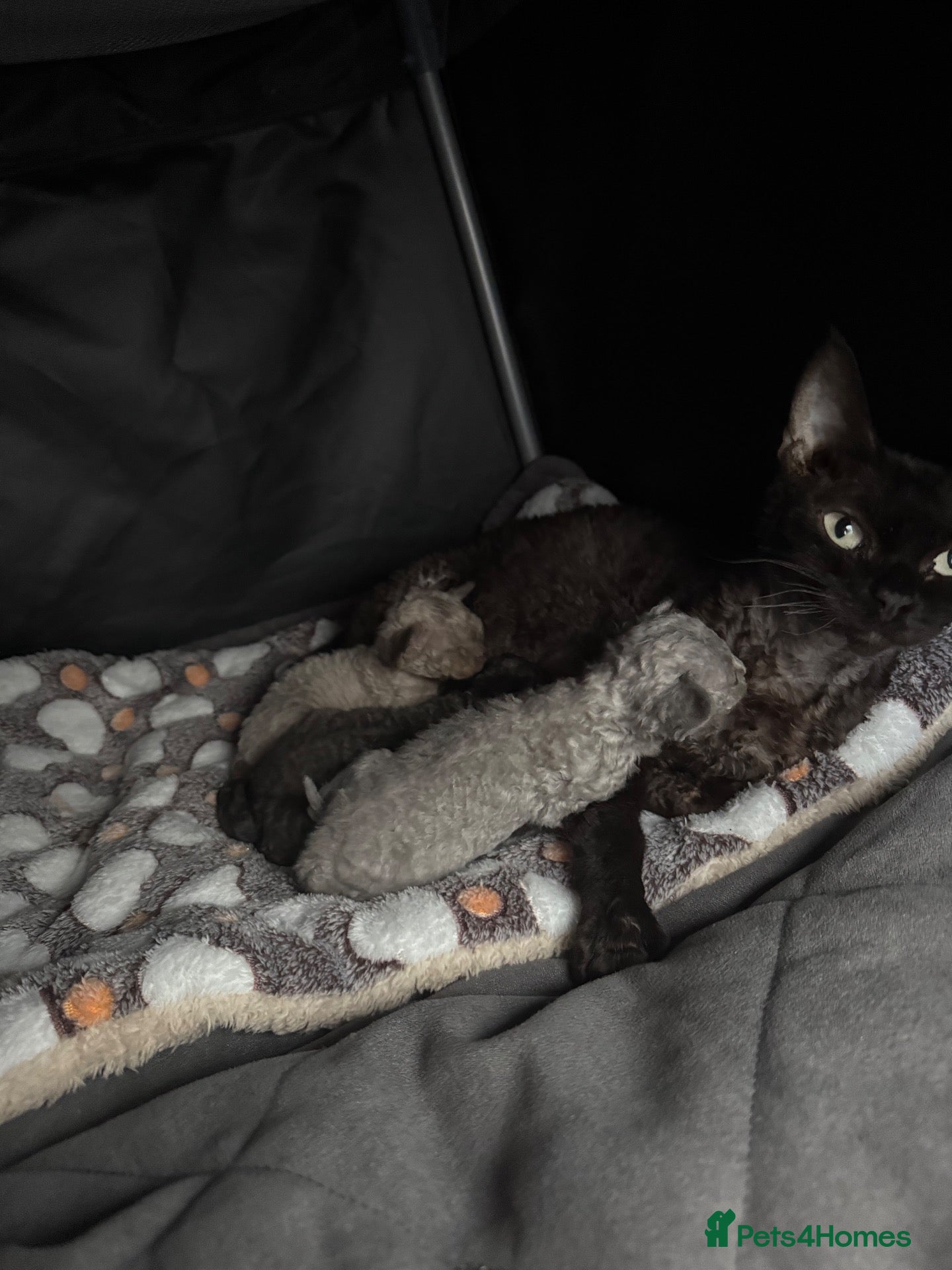 Devon Rex cats 3 girls and 1 boy 😸 - Advert 1