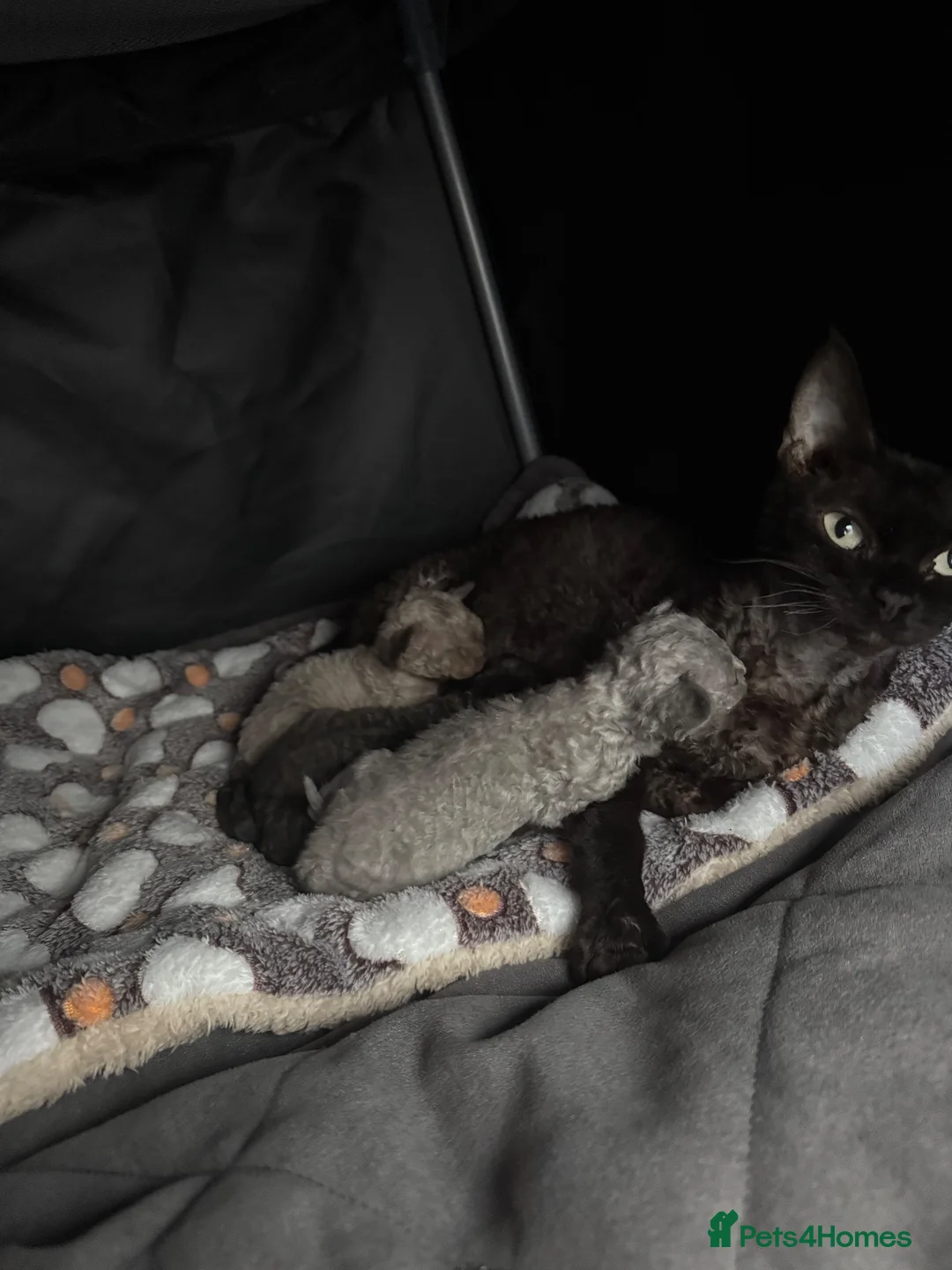 Devon Rex cats for sale: 3 girls and 1 boy 😸 - Advert 2